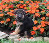 AKC Registered German Shepherd For Sale Millersburg OH Male-Nicholas