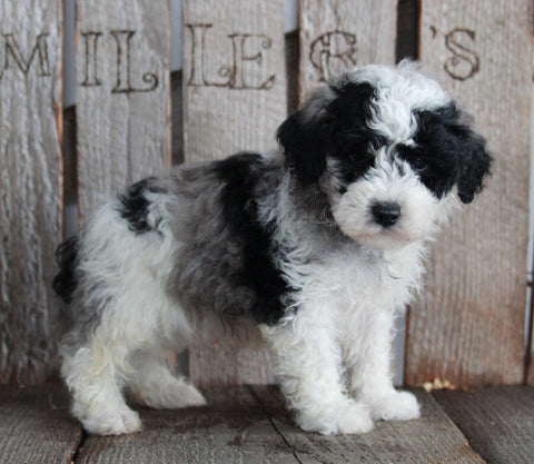 AKC Registered Moyen Poodle For Sale Wooster OH Male- Dexter