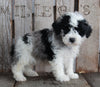 AKC Registered Moyen Poodle For Sale Wooster OH Male- Dexter
