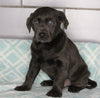 AKC Registered Labrador Retreiver For Sale Sugarcreek OH Male-Charlie