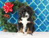 Bernedoodle (Standard) For Sale Sugarcreek, OH Male- Marshall