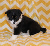 ABCA Registered Border Collie For Sale Warsaw OH Female-Lela
