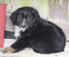 Australian Shepherd For Sale Shreve OH Male-Reeses
