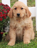 AKC Registered Golden Retriever For Sale Fredericksburg OH Female-Bailey