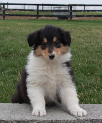 Collie (Lassie) For Sale Fredricksburg OH, Bonnie