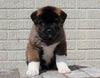 AKC Registered Akita For Sale Millersburg, OH Male- Buster