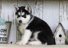 AKC Registered Siberian Husky For Sale Millersburg, OH Female- Polly