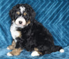 Mini Bernedoodle For Sale Dundee OH Male-Benji