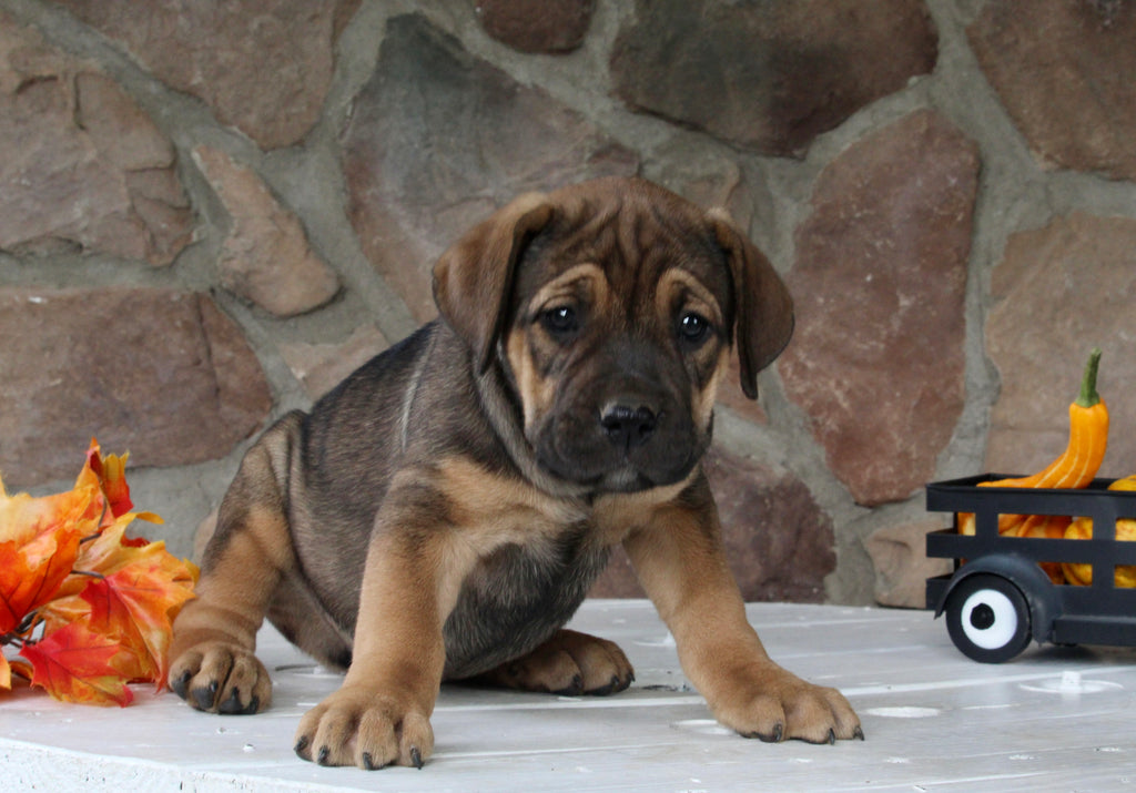 AKC Registered Cane Corso For Sale Wooster OH FemaleDarcy AC Puppies LLC