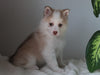 Pomsky For Sale Fredericksburg, OH Female- Demi