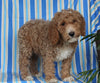 F1BB Mini Labradoodle For Sale Millersburg OH Male-Ernie