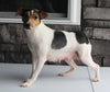 Jack Russel For Sale Millersburg OH Male-Asher