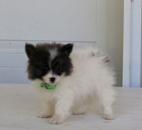 Pomeranian For Sale Fredericksburg OH Male-Diamond