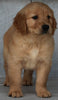 AKC Registered Golden Retriever For Sale Millersburg OH -Male Max
