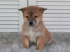 AKC Registered Shiba Inu For Sale Millersburg, OH Male- Max