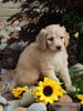 Medium F1BB Goldendoodle For Sale Millersburg OH Male-Drew