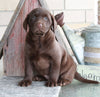 ACA Registered Labrador Retriever For Sale Sugarcreek OH Male-Buddy