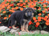 AKC Registered German Shepherd For Sale Millersburg OH Male-Nicholas