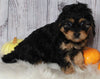F1B Cavapoo For Sale Sugarcreek OH Female-Monnie