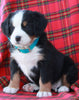 AKC Registered Bernese Mountain Dog For Sale Sugarcreek OH Female-Amber