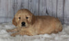 Golden Doodle Mix For Sale Sugarcreek, OH Male- Bingo