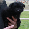 Pomapoo For Sale Millersburg OH Female-Sally