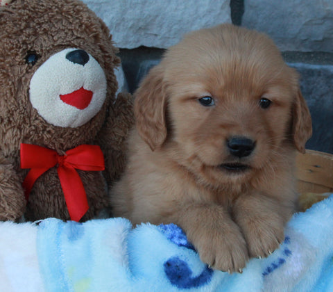 AKC Registered Golden Retriever For Sale Brinkhaven OH Male-Diesel