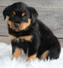 AKC Registered Rottweiler For Sale Applecreek OH -Male Axel