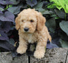 F1BB Mini Labradoodle For Sale Millersburg OH Male-Elmo