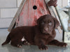 AKC Registered Labrador Retriever For Sale Sugarcreek OH Male-Ted