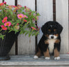 Mini Bernedoodle For Sale Sugarcreek OH Male-Marshel