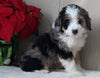 Mini Bernedoodle For Sale Millersburg OH Female-Regina