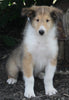 AKC Registered Lassie Collie For Sale Millersburg OH Female-Wanda