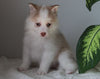 Pomsky For Sale Fredericksburg, OH Female- Demi