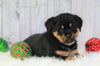 AKC Registered Rottweiler For Sale Holmesville, OH Female- Oakley