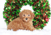 Miniature Poodle For Sale Wooster, OH Female- Holly