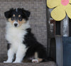 Collie Lassie For Sale Fredericksburg OH Female-Ruby