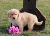 AKC Registered Golden Retriever For Sale Fredericksburg, OH Male- Les