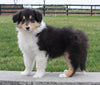 Collie (Lassie) For Sale Fredricksburg OH, Bonnie
