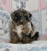Mini Bernedoodle For Sale Millersburg OH Female-Grace
