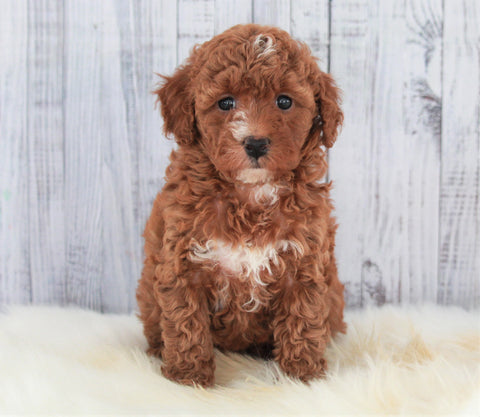 ICA Registered Miniature Poodle For Sale Dundee, OH Female- Masey