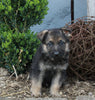 AKC Registered German Shepherd For Sale Millersburg OH Male-Blake