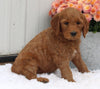 Standard Goldendoodle For Sale Shreve OH Female-Paige