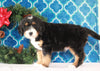 Bernedoodle (Standard) For Sale Sugarcreek, OH Male- Bingo
