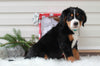 AKC Registered Bernese Mountain Dog For Sale Sugarcreek, OH Female- Joy