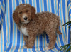 F1BB Mini Labradoodle For Sale Millersburg OH Male-Ernie