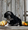 Aussiedoodle For Sale Millersburg OH Female-Tasha
