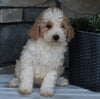 AKC Registered Moyen Poodle For Sale Wooster OH Male-Archie