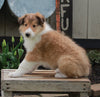 AKC Registered Collie Lassie For Sale Fredricksburg OH Male-Hershel