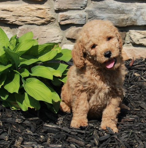 Mini Goldendoodle For Sale Sugarcreek OH Male-Samson